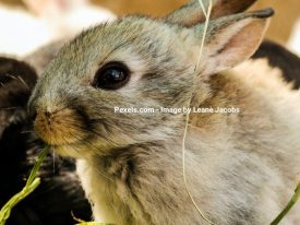 Kaninhuse – Det perfekte ly til din kanin