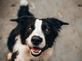 Hvorfor du bør bruge en hundesele