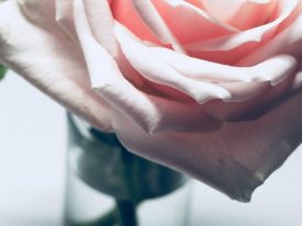 Blogtitel: Blomsterinspiration: Unikke Valentinsgaver uden roser